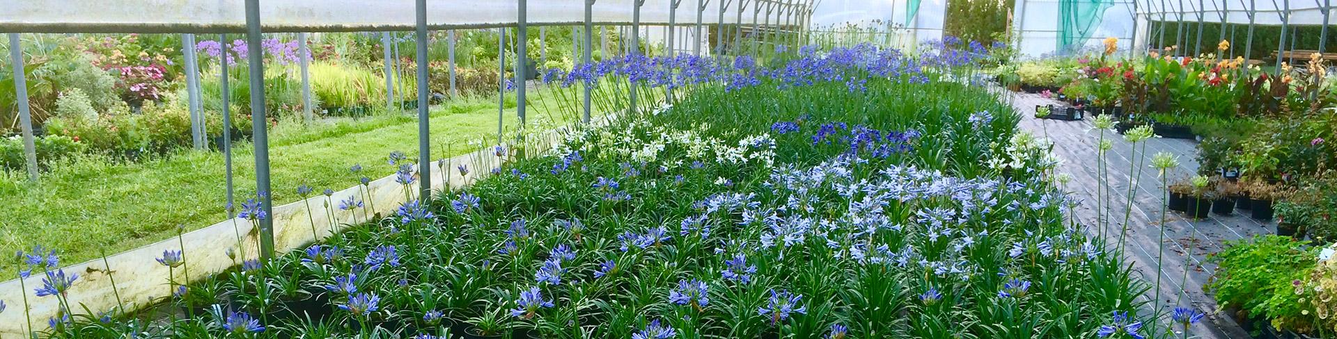 The agapanthus greenhouse
