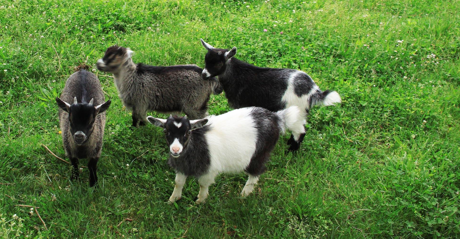 Mini ferme