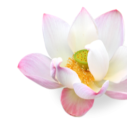 lotus