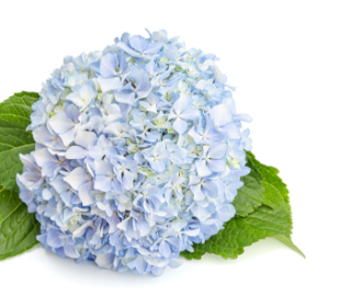 fleur