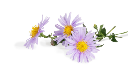 aster