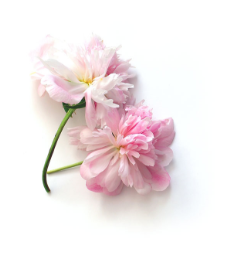 Fleur de cerisier